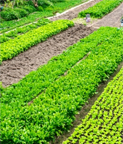 Irrigation des champs de l&eacute;gumes